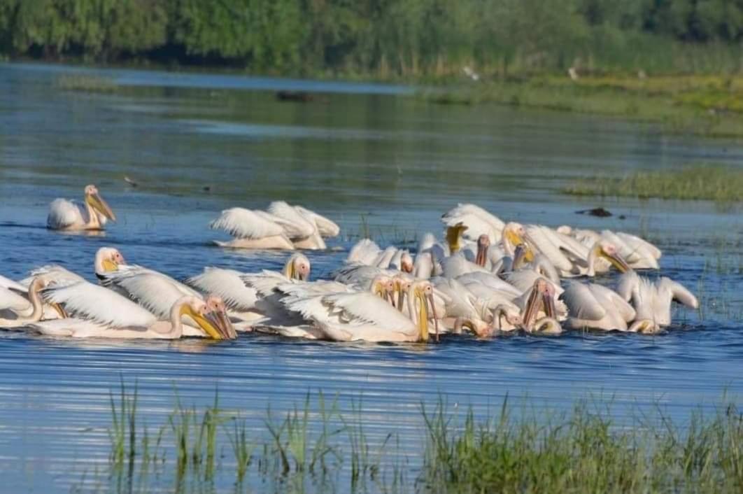 Casa Dianas Hotel Dunavăţu de Jos Bagian luar foto